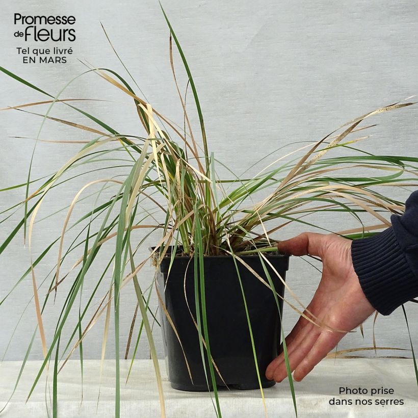 Example of Canne à pêche des anges - Dierama Pink Rocket Pot de 2L/3L as you get in printemps