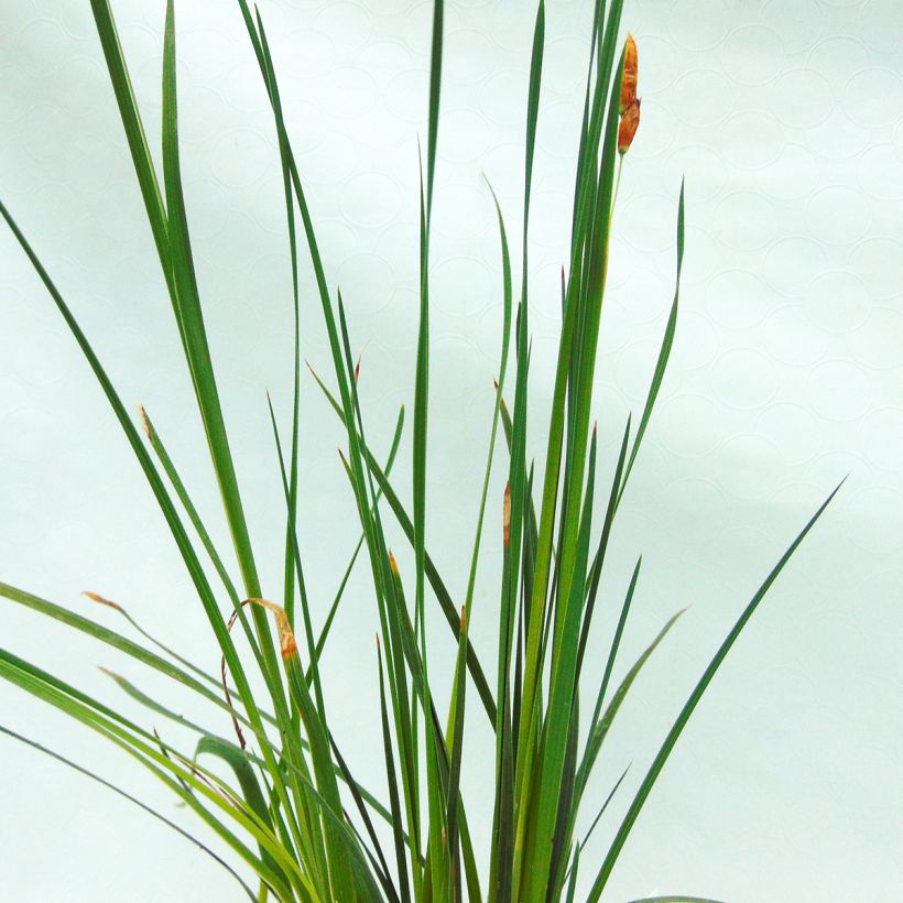 Canne à pêche des anges - Dierama trichorhizum (Foliage)