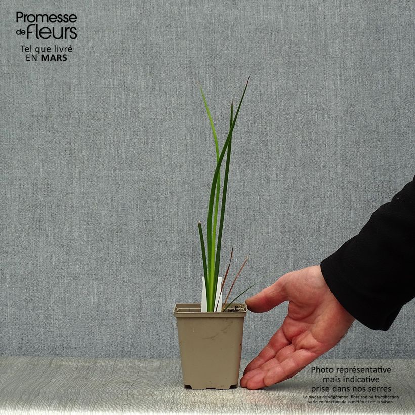 Example of Canne à pêche des anges - Dierama trichorhizum Godet de 8/9 cm as you get in printemps