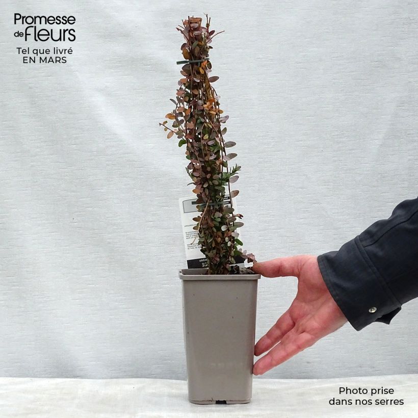 Spécimen de Canneberge - Cranberry - Vaccinium macrocarpon Pot de 1,5L/2L, Buisson tel que livré au printemps