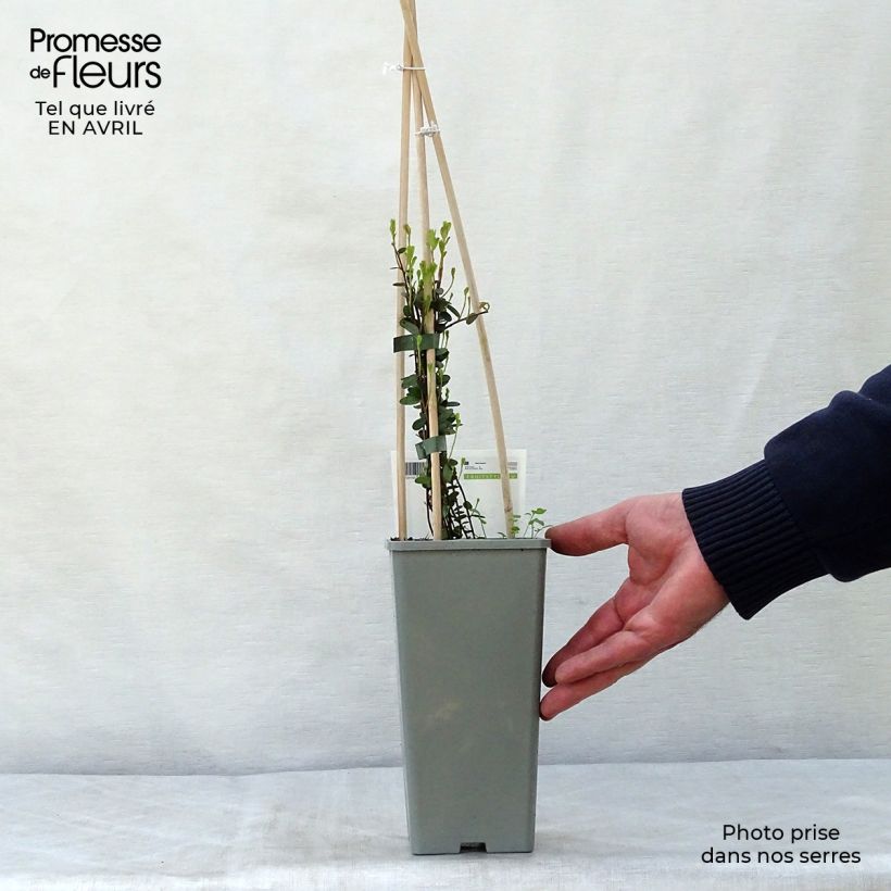 Spécimen de Canneberge Early Black - Vaccinium macrocarpon - Cranberry Pot de 1,5L/2L, Buisson tel que livré au printemps