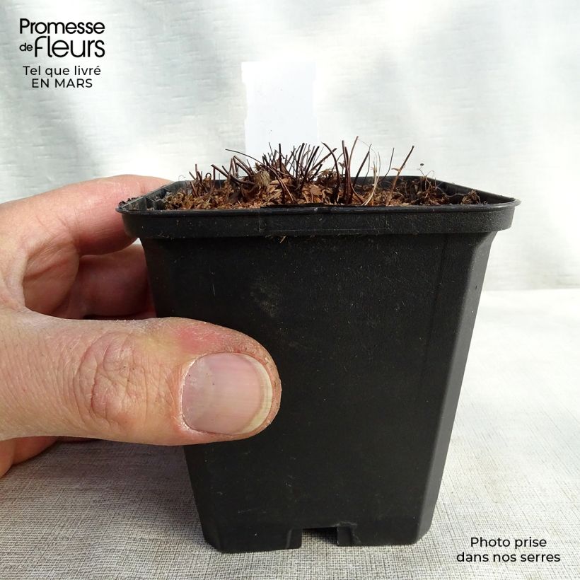 Spécimen de Capillaire élégante - Adiantum venustum Godet de 8/9 cm tel que livré au printemps