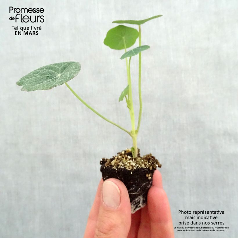 Spécimen de Capucine Baby Orange - Tropaeolum majus Mini-motte Ø 3/4 cm, Plant vert de 5 à 10 cm de haut tel que livré au printemps