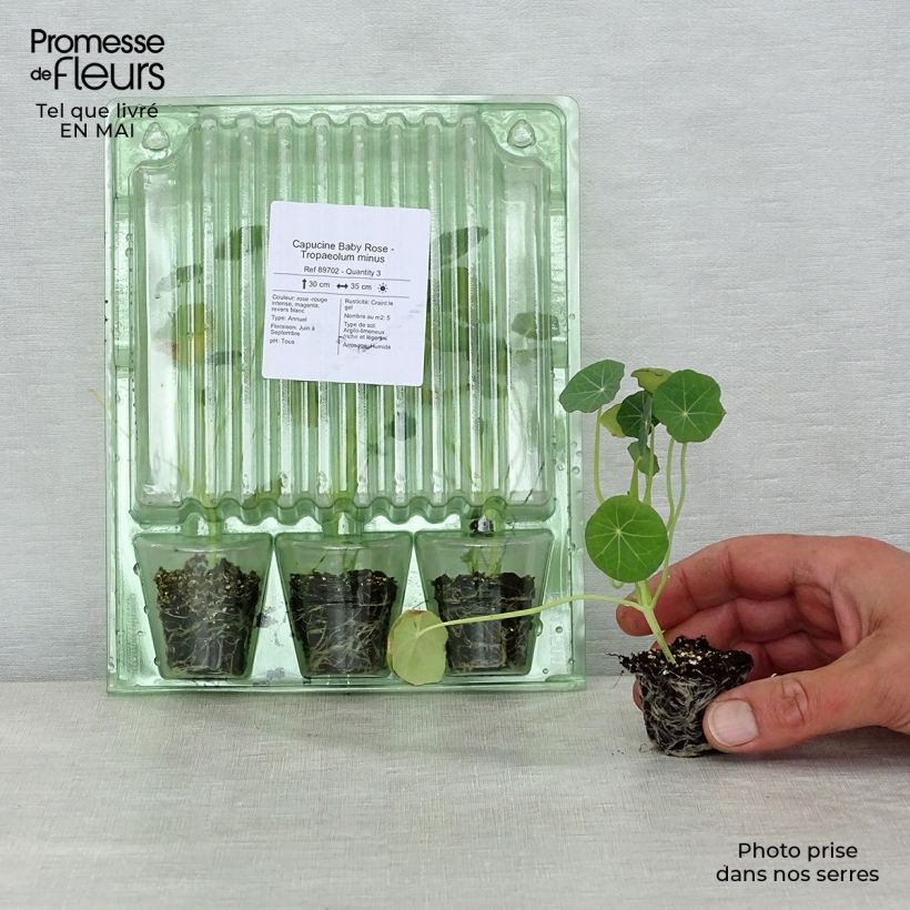 Spécimen de Capucine Baby Rose - Tropaeolum minus Mini-motte Ø 3/4 cm tel que livré au printemps
