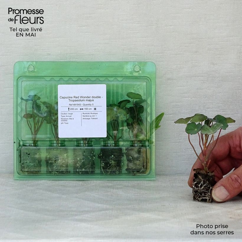 Spécimen de Capucine Red Wonder double - Tropaeolum majus Mini-motte Ø 1,5/2,5 cm, Plant vert de 5 à 10 cm de haut tel que livré au printemps