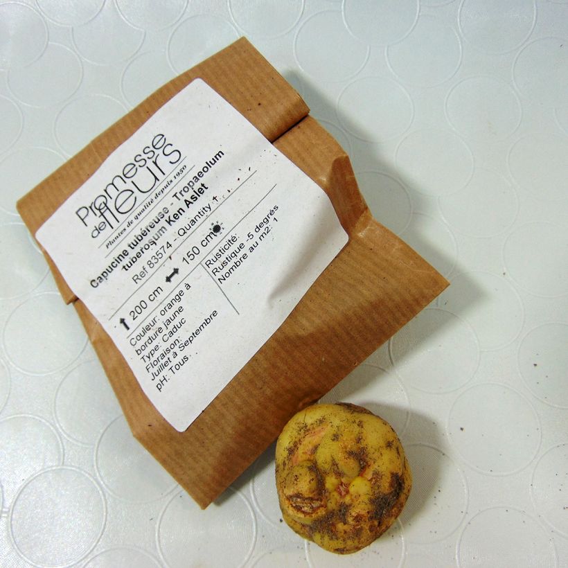 Exemple de spécimen de Capucine tubéreuse - Tropaeolum tuberosum Ken Aslet Bulbe, 8/10 tel que livré