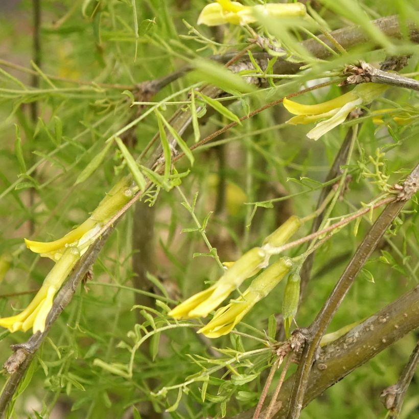Caragana arborescens Walker - Caraganier de Sibérie pleureur (Floraison)