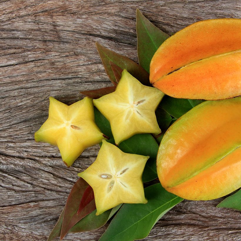 Carambolier Arkin (Récolte)