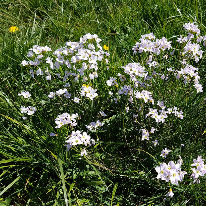 Cardamine des prés, Cresson des prés - Cardamine pratensis (Port)