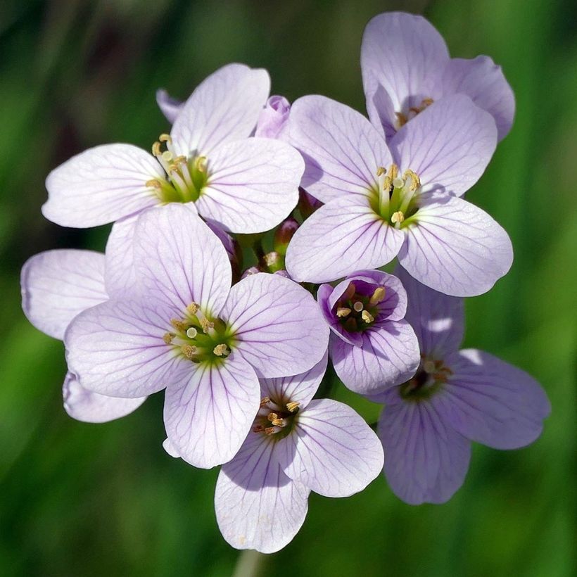 Cardamine des prés, Cresson des prés - Cardamine pratensis (Floraison)