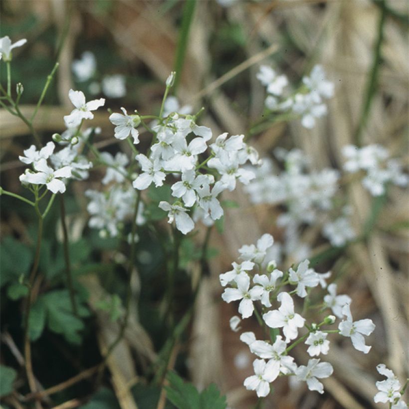 Cardamine trifolia - Cardamine à trois folioles (Floraison)