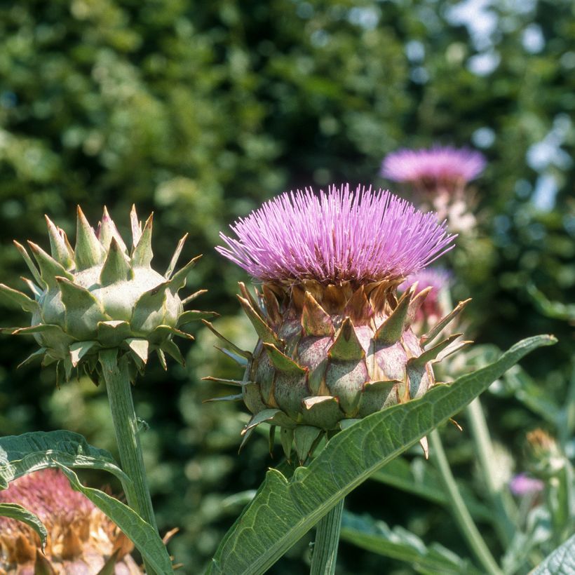 Cardon plein blanc inerme - Cynara cardunculus (Floraison)