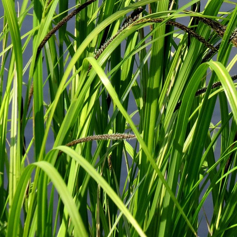Carex acutiformis - Fausse laîche aigüe (Foliage)