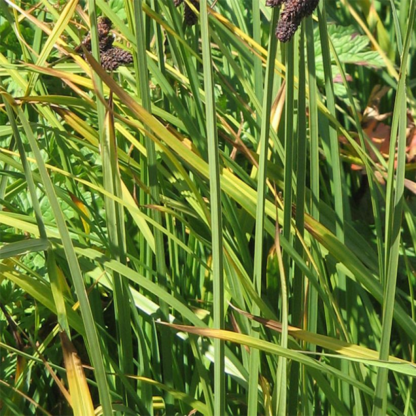 Carex atrata - Laîche des montagnes (Foliage)
