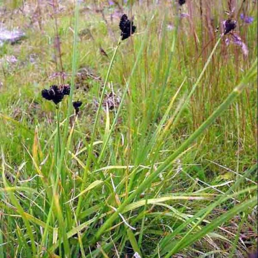 Carex atrata - Laîche des montagnes (Plant habit)