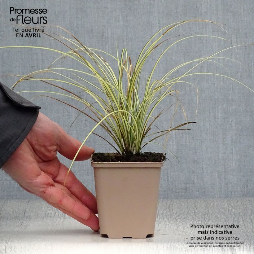 Example of Carex brunnea Jenneke - Laîche Godet de 8/9 cm as you get in printemps