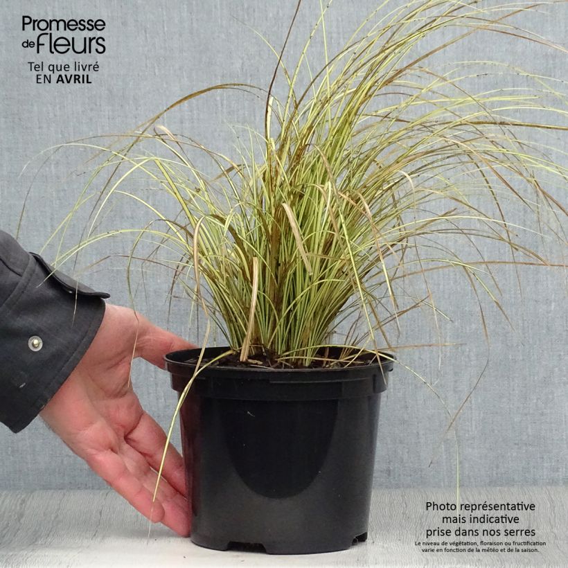 Example of Carex brunnea Jenneke - Laîche Pot de 2L/3L as you get in printemps