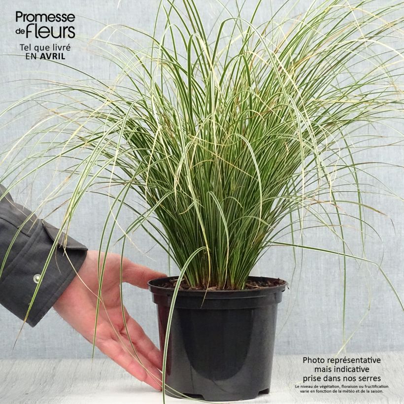 Example of Carex brunnea Variegata - Laîche Pot de 2L/3L as you get in printemps