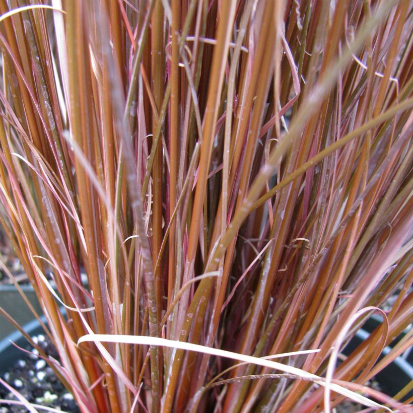 Carex buchananii Red Rooster - Laîche de Buchanan (Foliage)