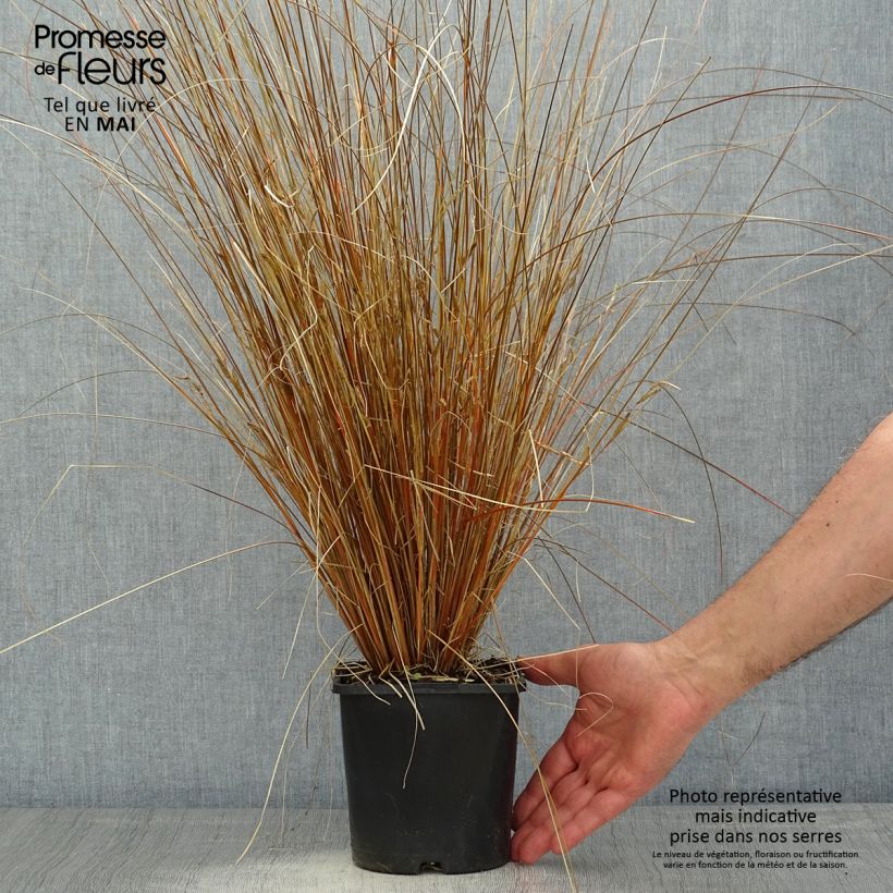 Example of Carex buchananii Red Rooster - Laîche de Buchanan Pot de 2L/3L as you get in printemps