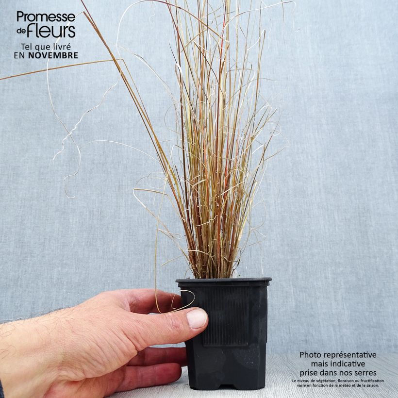 Spécimen de Carex buchananii - Laîche de Buchanan Godet de 8/9 cm tel que livré en automne