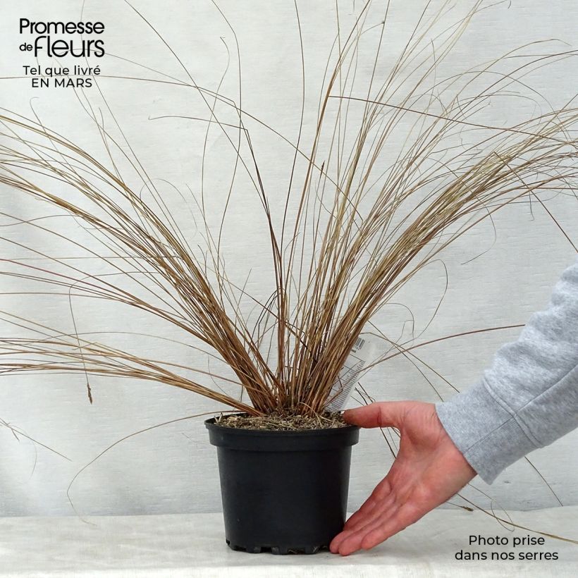 Example of Carex buchananii - Laîche de Buchanan Pot de 2L/3L as you get in printemps