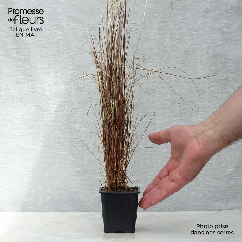 Example of Carex buchananii - Laîche de Buchanan Godet de 8/9 cm as you get in printemps