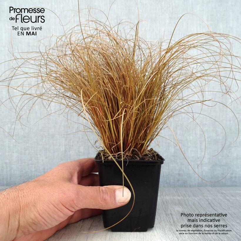 Example of Carex comans Bronco - Laîche de Nouvelle-Zélande  Godet de 8/9 cm as you get in printemps