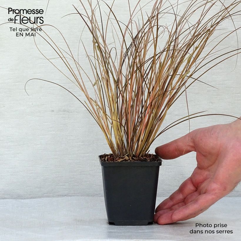 Spécimen de Carex comans Milk Chocolate - Laîche Godet de 8/9 cm tel que livré au printemps