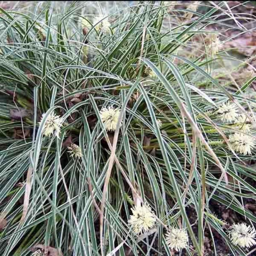 Carex conica Snowline - Laîche de Corée (Plant habit)