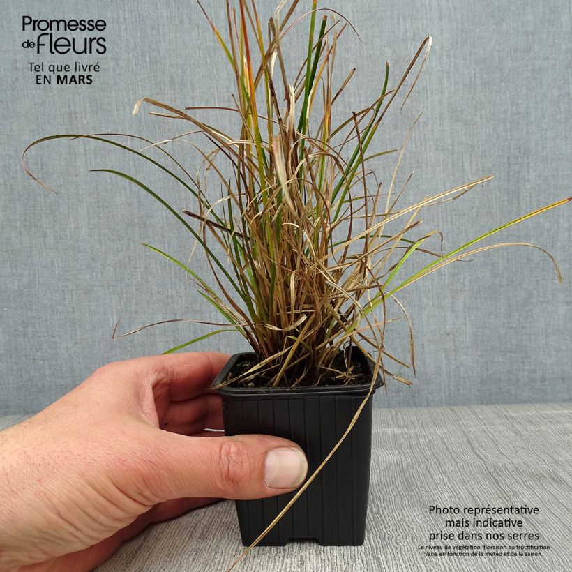 Spécimen de Carex dipsacea - Laîche d'automne Godet de 8/9 cm tel que livré au printemps