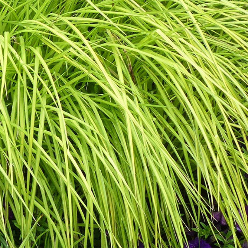 Carex elata Aurea - Laîche dorée (Foliage)