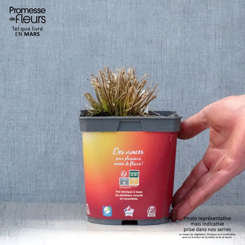 Example of Carex elata Aurea - Laîche dorée Pot de 2L/3L as you get in printemps