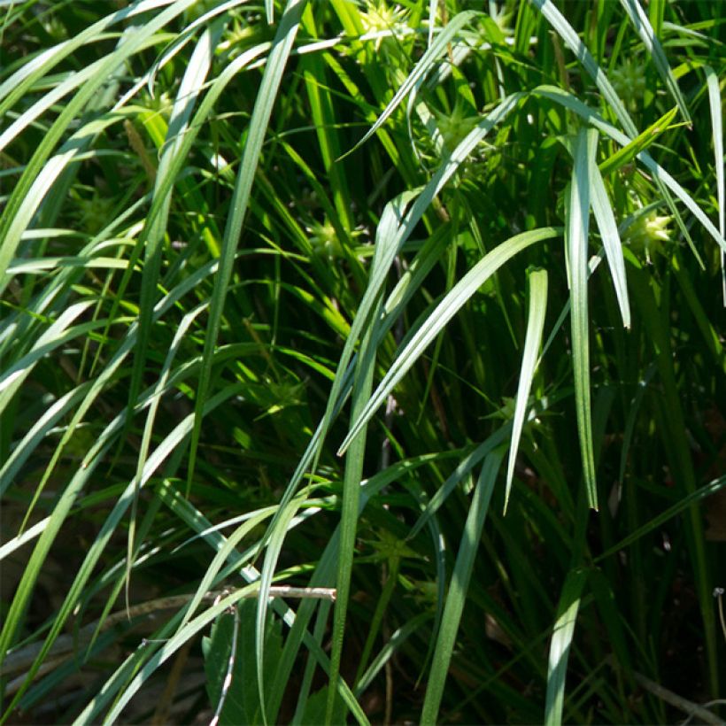 Carex grayi - Laîche massue (Foliage)