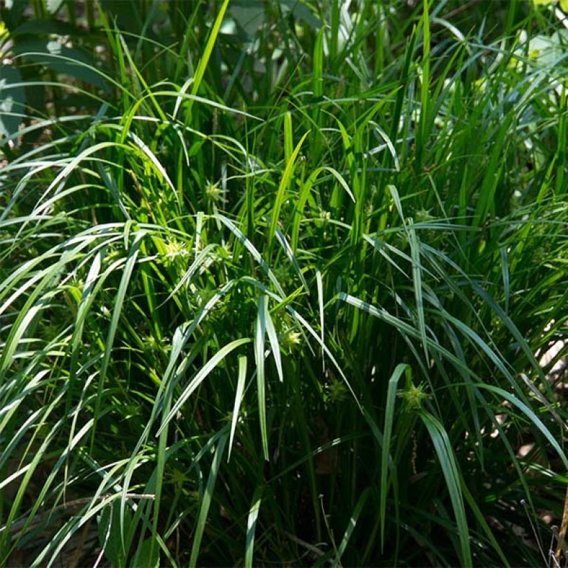Carex grayi - Laîche massue (Plant habit)