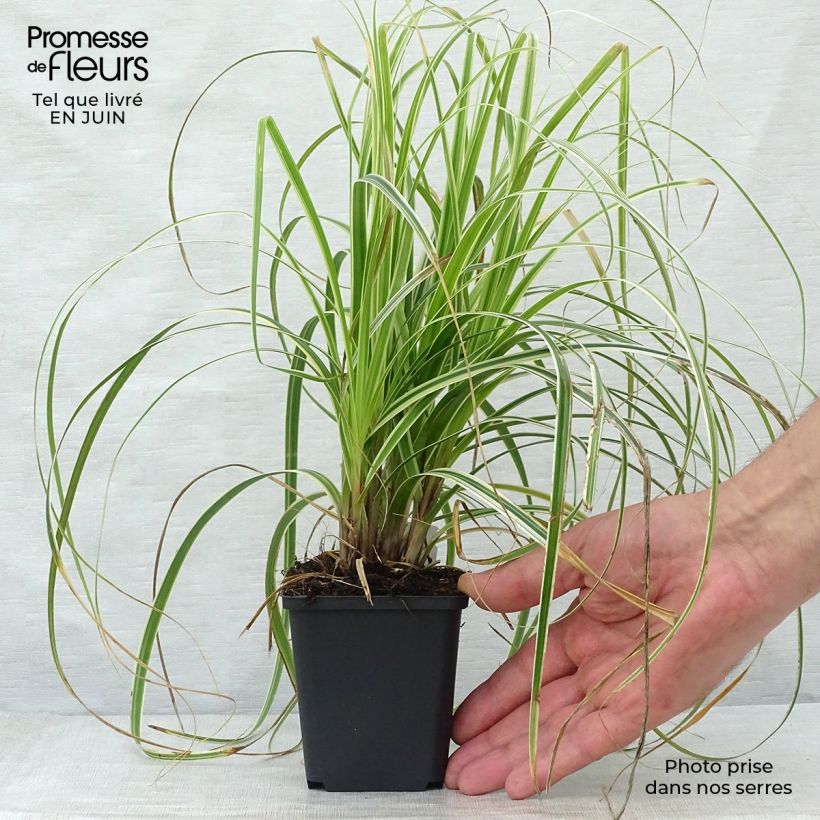 Spécimen de Carex hybride Feather Falls Godet de 8/9 cm tel que livré en été
