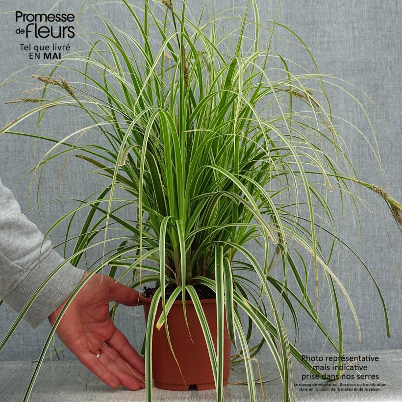 Example of Carex hybride Feather Falls Pot de 1L/1,5L as you get in printemps