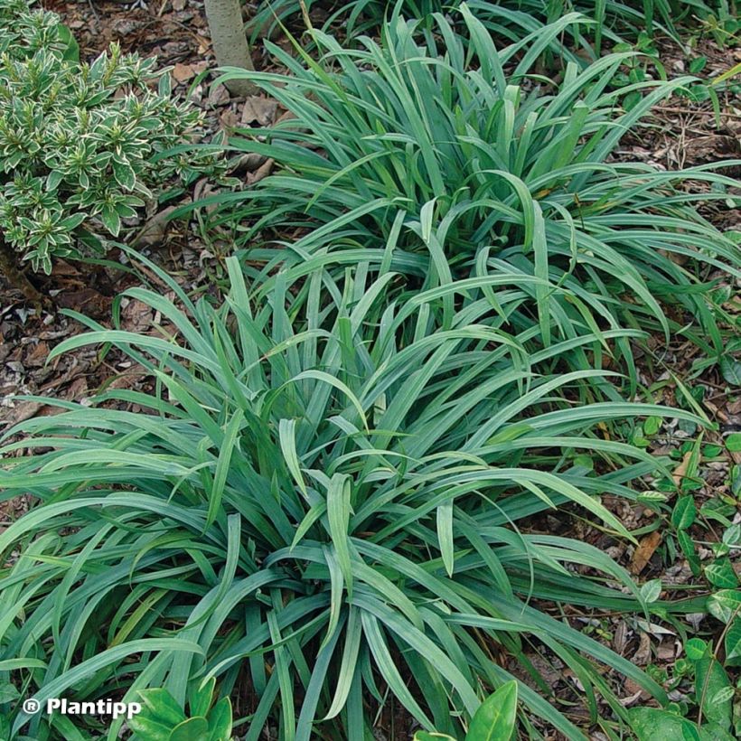 Laîche Bunny Blue (Plant habit)