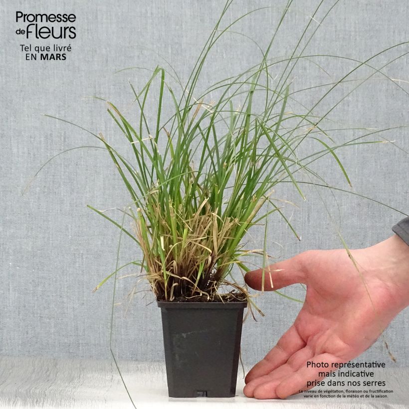 Spécimen de Carex lenta Osaka - Laîche Godet de 8/9 cm tel que livré au printemps