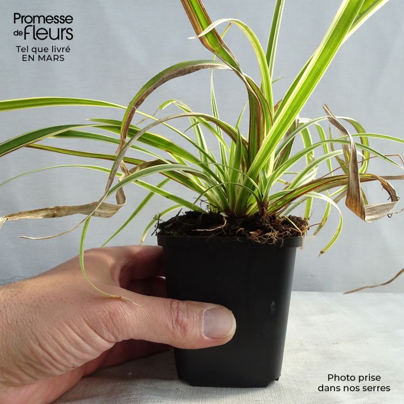 Spécimen de Carex morrowii Aureovariegata - Laîche du Japon Godet de 8/9 cm tel que livré au printemps