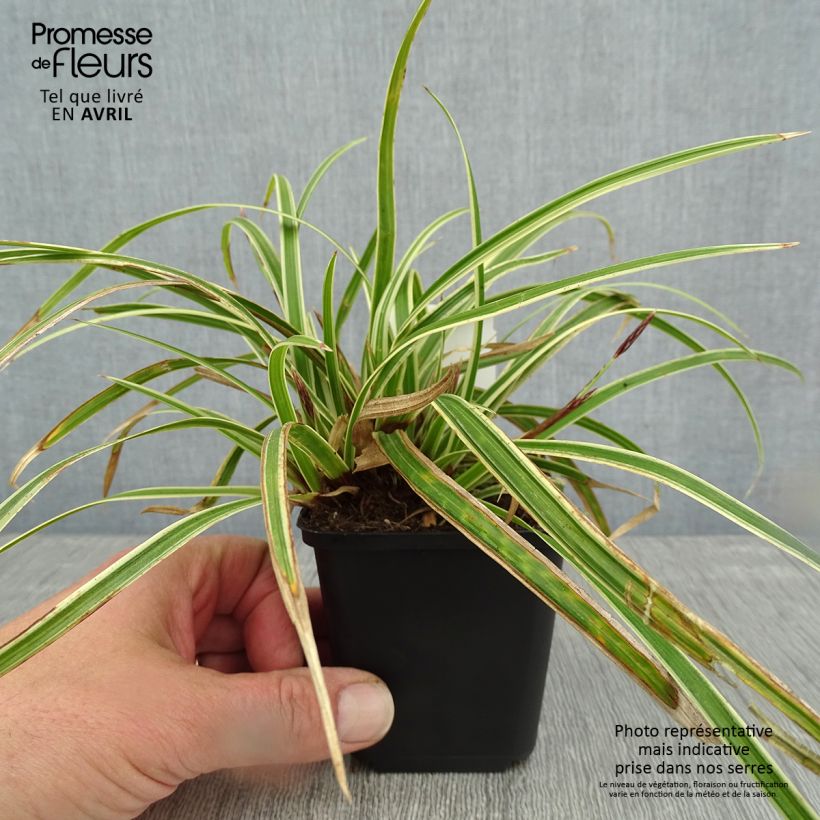 Example of Carex morrowii Goldband - Laîche du Japon Godet de 8/9 cm as you get in printemps