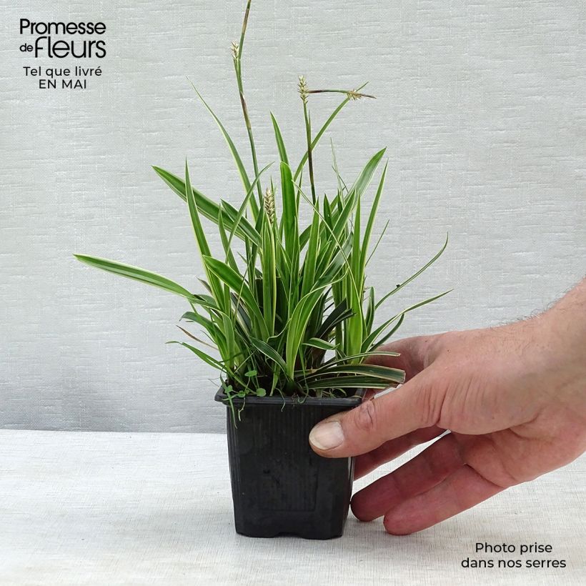 Example of Carex morrowii Ice Dance - Laîche du Japon Godet de 8/9 cm as you get in printemps