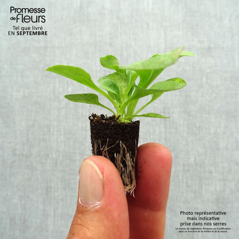 Example of Carex morrowii Ice Dance - Laîche du Japon Mini-motte Ø 3/4 cm, Plant vert de 3 à 5 cm de haut environ as you get in automne