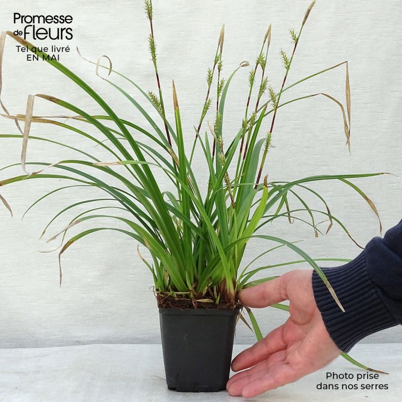 Spécimen de Carex morrowii Irish Green - Laîche du Japon Godet de 8/9 cm tel que livré au printemps