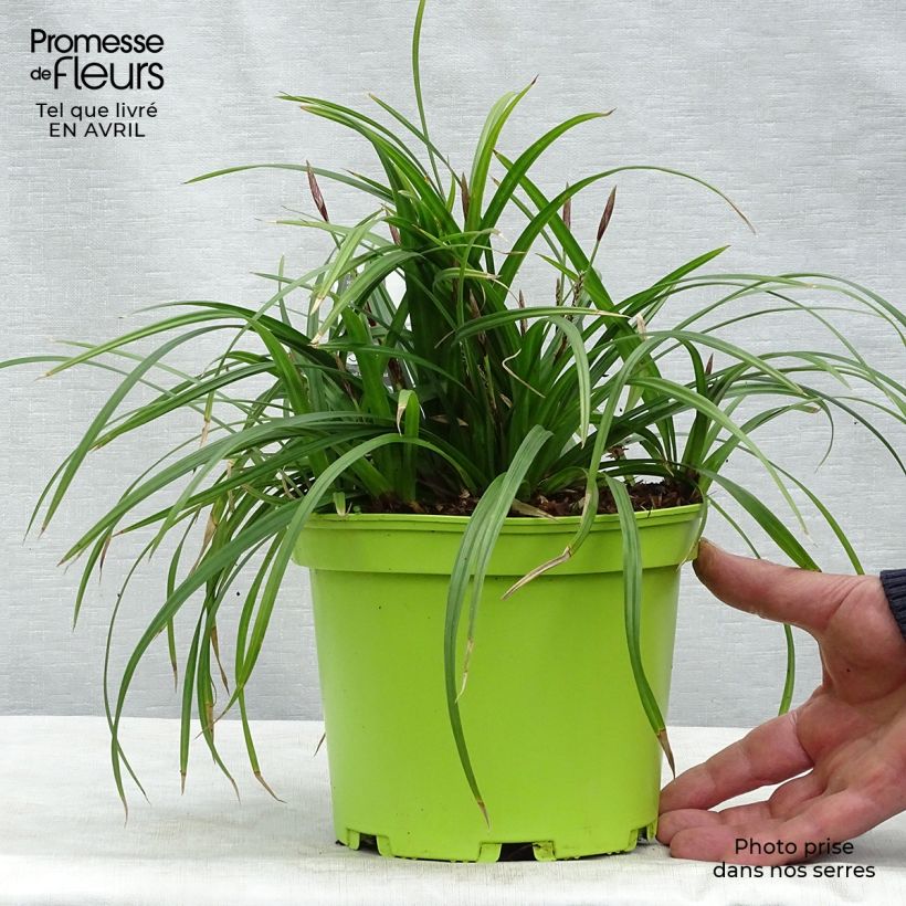 Spécimen de Carex morrowii Irish Green - Laîche du Japon Pot de 2L/3L tel que livré au printemps