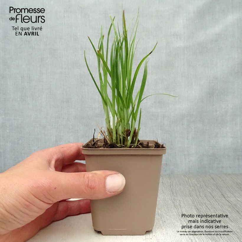Spécimen de Carex muskingumensis - Laiche d Amerique Godet de 8/9 cm tel que livré au printemps