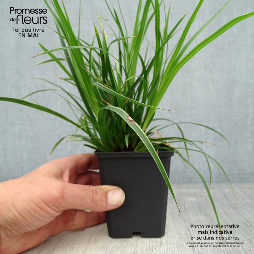 Spécimen de Carex muskingumensis Variegata - Laîche palmée Godet de 8/9 cm tel que livré au printemps