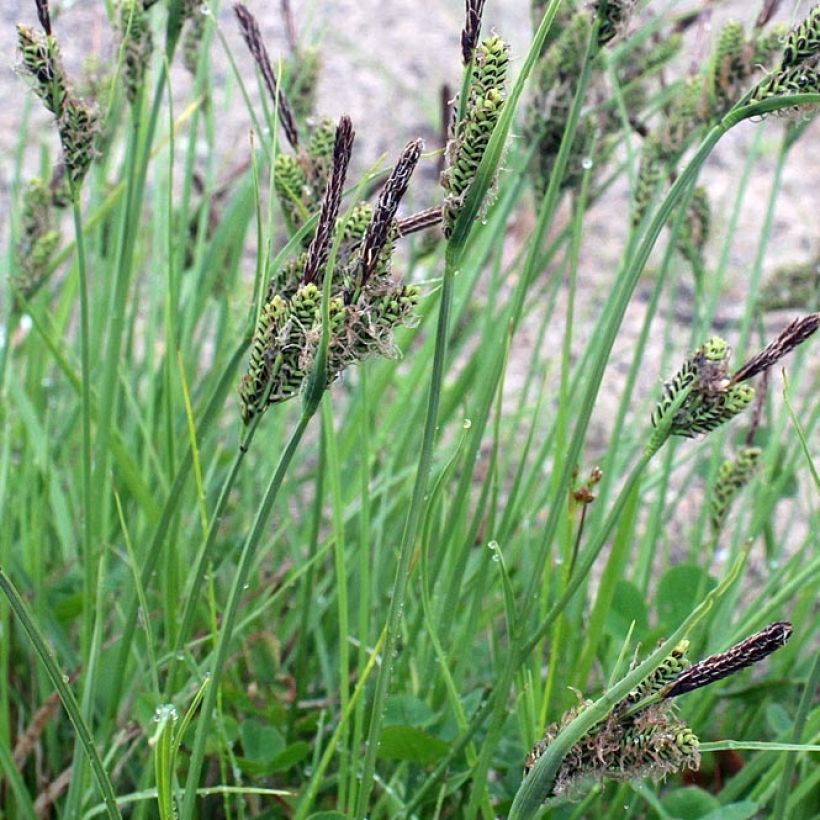 Carex nigra - Laîche noire (Foliage)