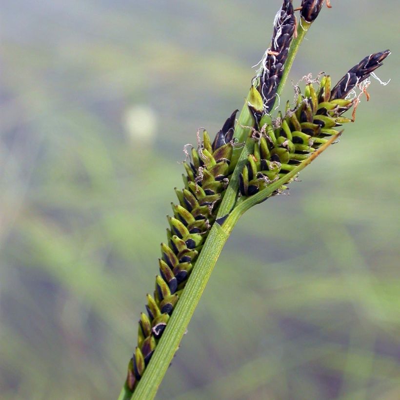 Carex nigra - Laîche noire (Flowering)