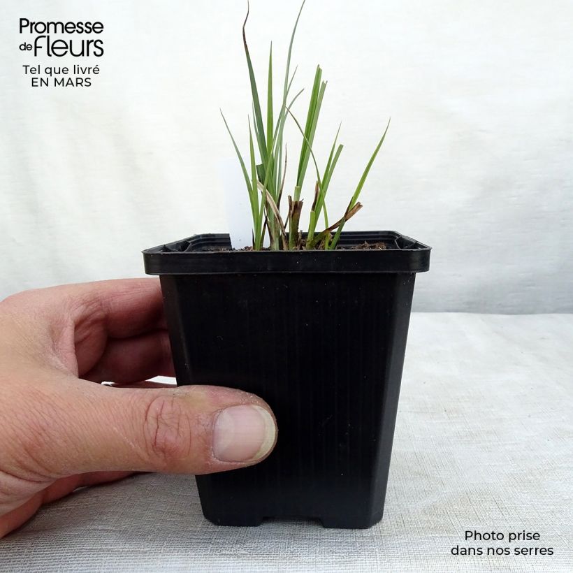 Example of Carex nigra - Laîche noire Godet de 8/9 cm as you get in printemps